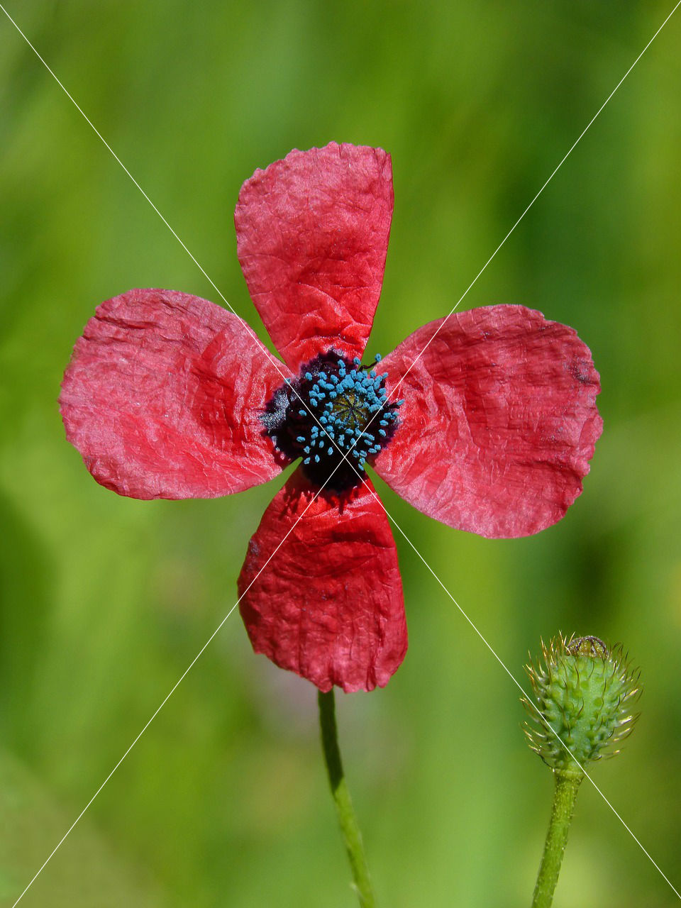 Papaver hybridum